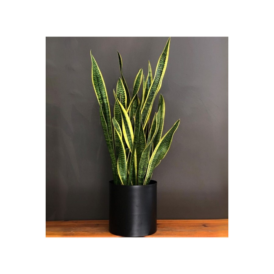Seramik Saksılı Çok Köklü Paşa Kılıcı Sansevieria Seramik Saksılı Çok Köklü Paşa Kılıcı Sansevieria