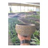Altın desen beton bonsai aranjman ve Orkide saksısı Altın desen beton bonsai aranjman ve Orkide saksısı