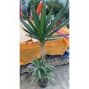3'LÜ YUCCA SAKSI ÇİÇEĞİ