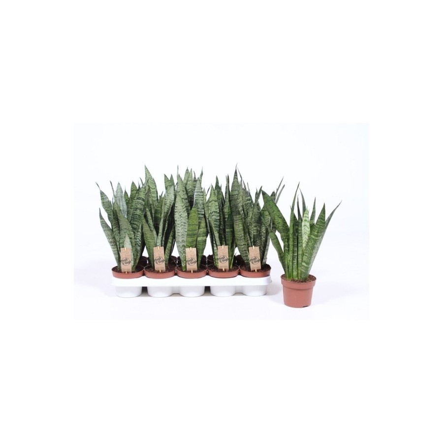 Sansevieria Zeylanica Ithal Paşa Kılıcı Kılıç Çiçeği Sansevieria Zeylanica Ithal Paşa Kılıcı Kılıç Çiçeği