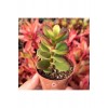 Crassula Ovata, Para Ağacı, Feng Shui, 10-20 cm