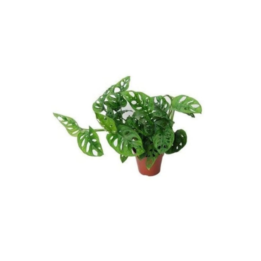 Monstera Monkey 30-35cm