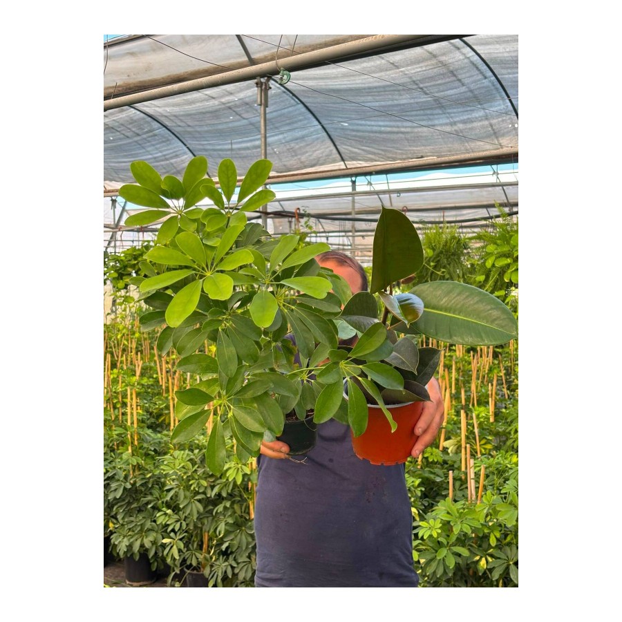Şeflera ve Kauçuk Bitkisi 40-60 cm İkili Salon Bitkisi Seti | Canlı İç Mekan Bitkisi | Kolay Bakım Şeflera ve Kauçuk Bitkisi 40-60 cm İkili Salon Bitkisi Seti | Canlı İç Mekan Bitkisi | Kolay Bakım