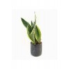 Sansevieria Trifasciata 30-40cm Siyah Saksılı Sansevieria Trifasciata 30-40cm Siyah Saksılı