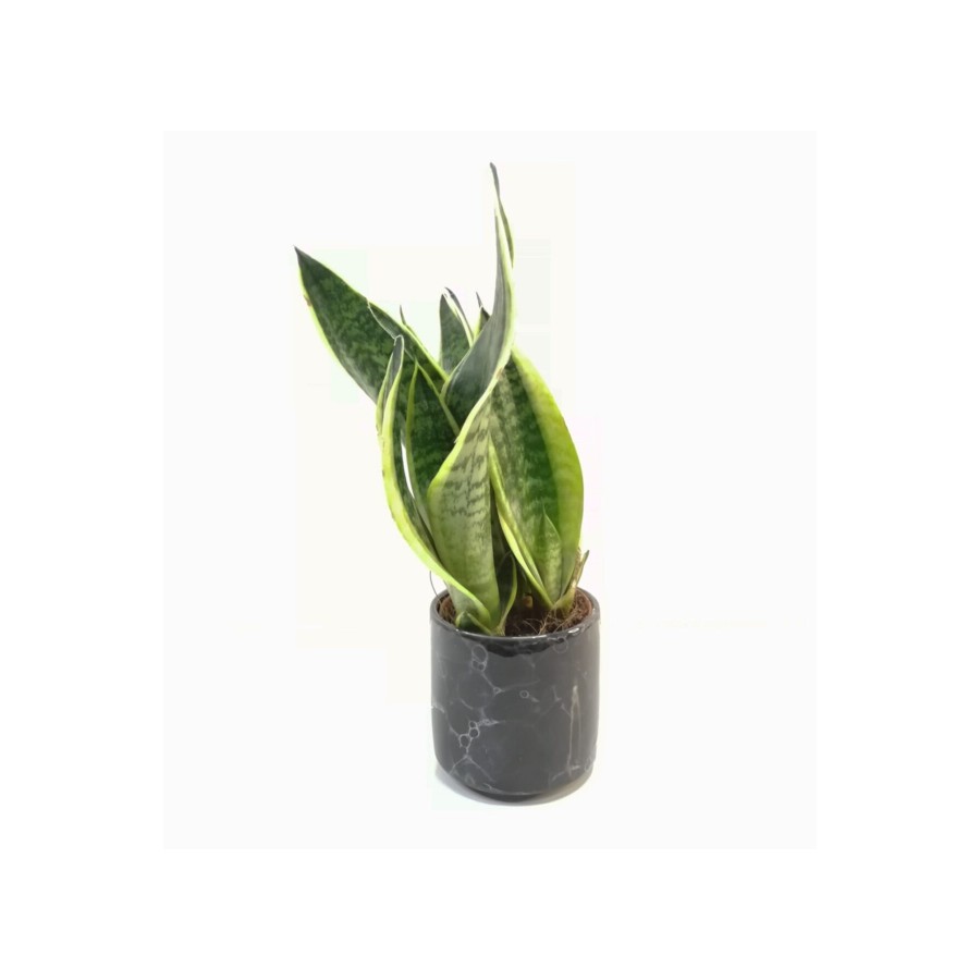 Sansevieria Trifasciata 30-40cm Siyah Saksılı Sansevieria Trifasciata 30-40cm Siyah Saksılı