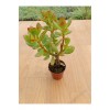 Crasula Ovata Minor (para Çiceği) ( 5,5 Cm Saksıda )