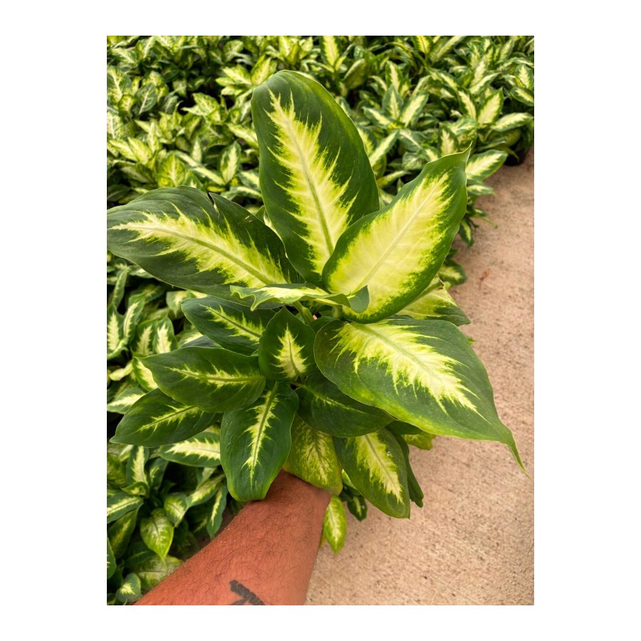 Difenbahya Camilla (Dieffenbachia seguine ‘Camille’)