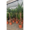2 Köklü Dev Yuca Salon Bitkisi 140-160CM + Afra Para ve Aşkın Gözyaşı HEDİYE!