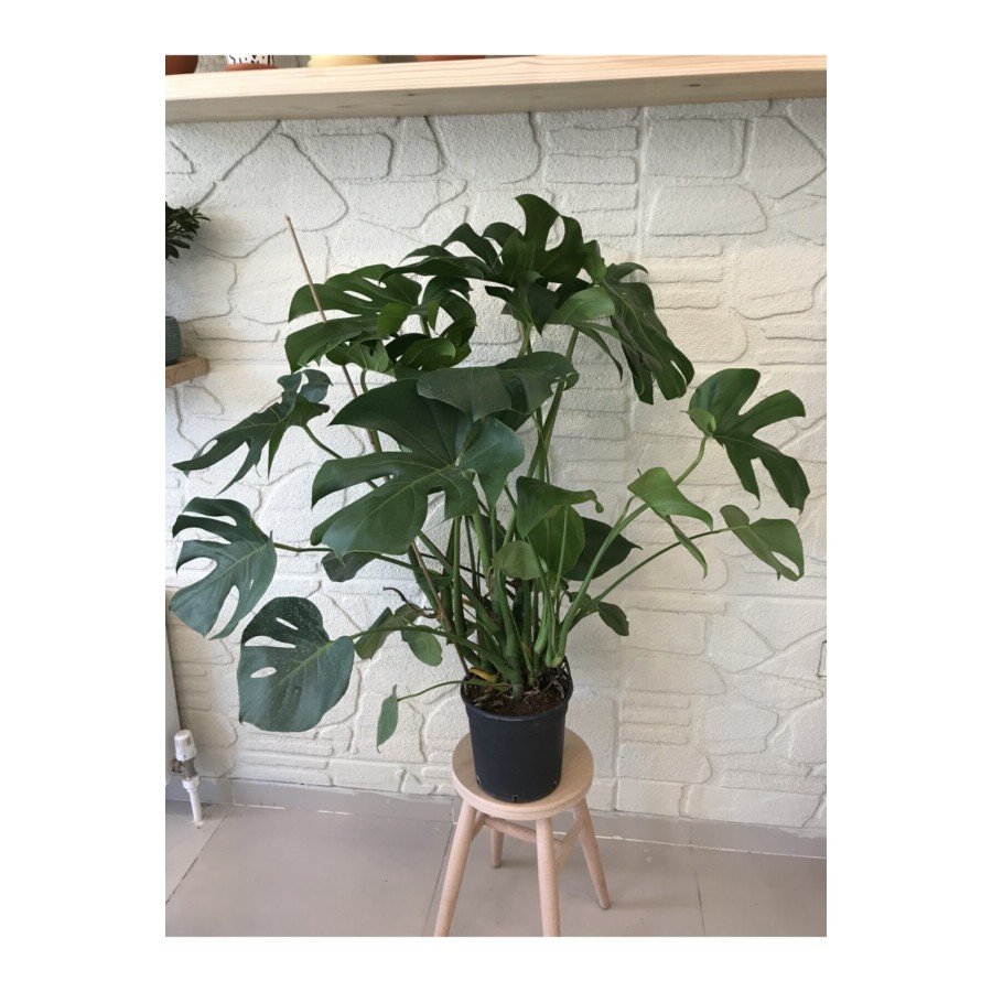 Dev Boy Monstera Deve Tabanı Bitkisi Çok Yapraklı