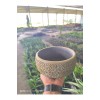 Altın desen beton bonsai aranjman ve Orkide saksısı Altın desen beton bonsai aranjman ve Orkide saksısı