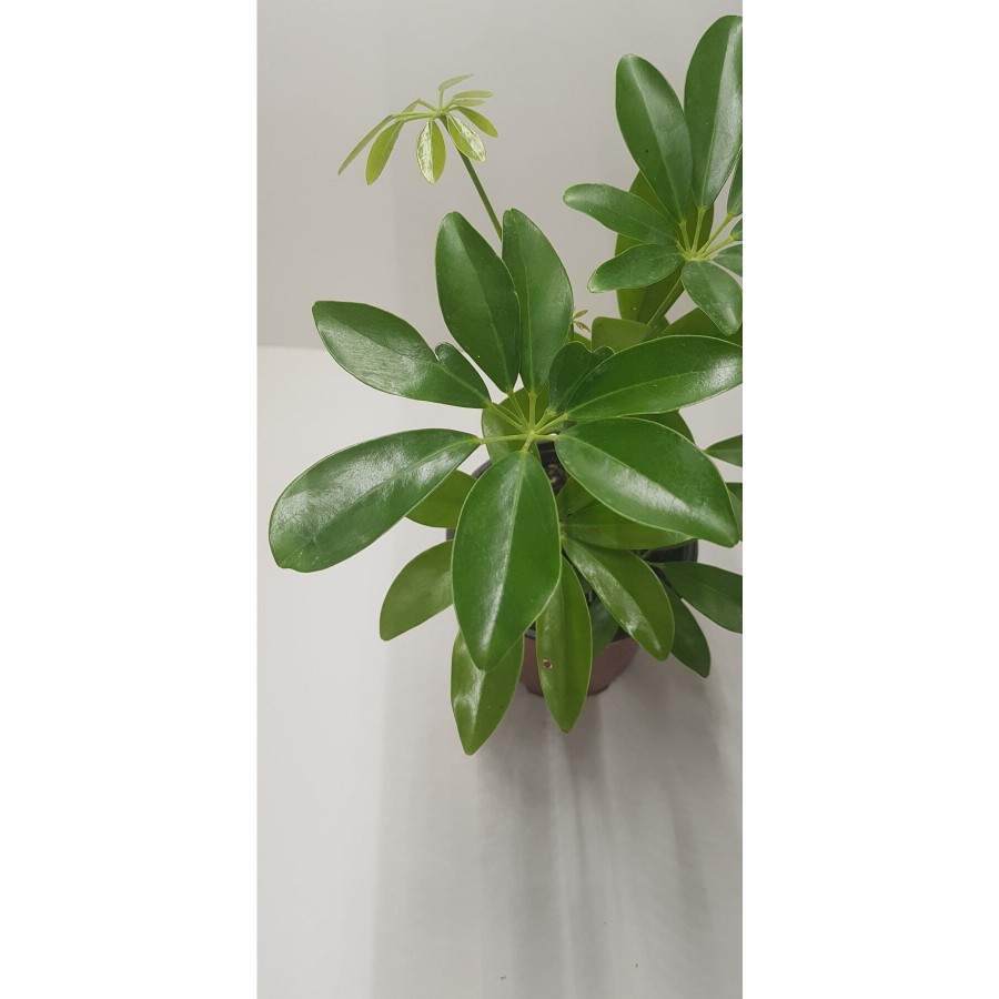 Şeflera (schefflera) Salon Bitkisi 12 Cm Saksıda