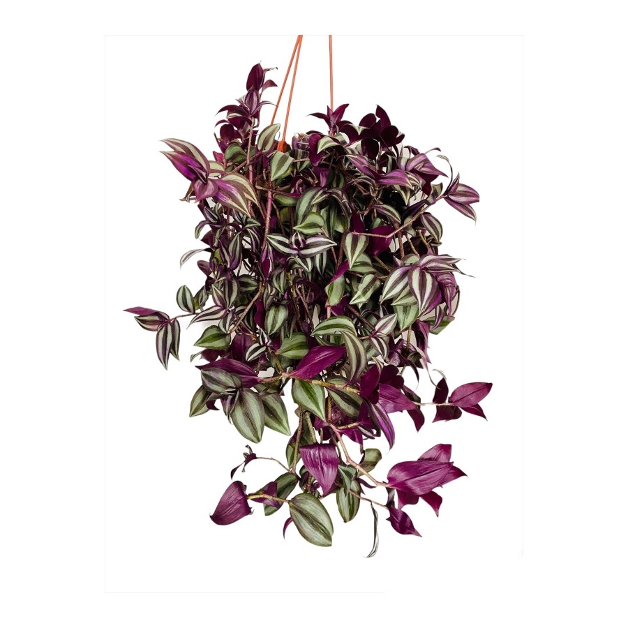 Askılı Saksıda Tradescantia Zebrina / Telgraf Çiçeği (45 Cm) - Ev Ve Ofis Bitkisi