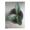 Mum Çiçeği Hoya Carnosa Fidesi 16 Cm Lik Sası Mum Çiçeği Hoya Carnosa Fidesi 16 Cm Lik Sası