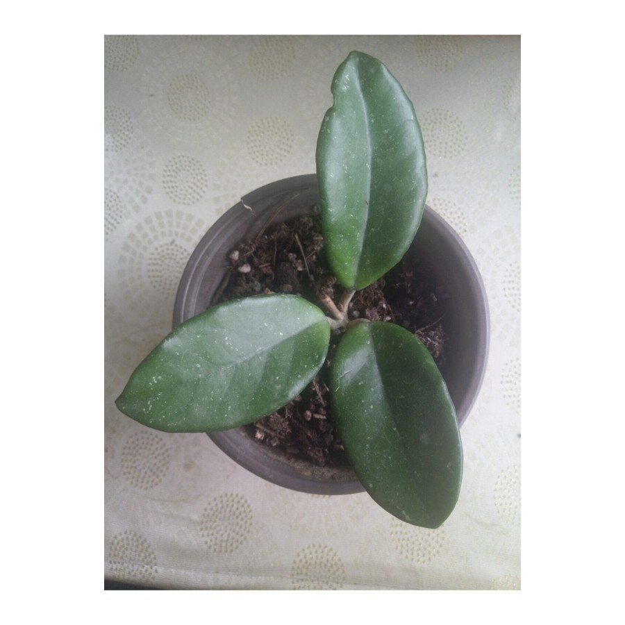 Mum Çiçeği Hoya Carnosa Fidesi 16 Cm Lik Sası Mum Çiçeği Hoya Carnosa Fidesi 16 Cm Lik Sası