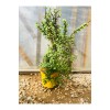 Sukulent Portulacaria Afra Variegate Fil Azığı Sukulent Portulacaria Afra Variegate Fil Azığı