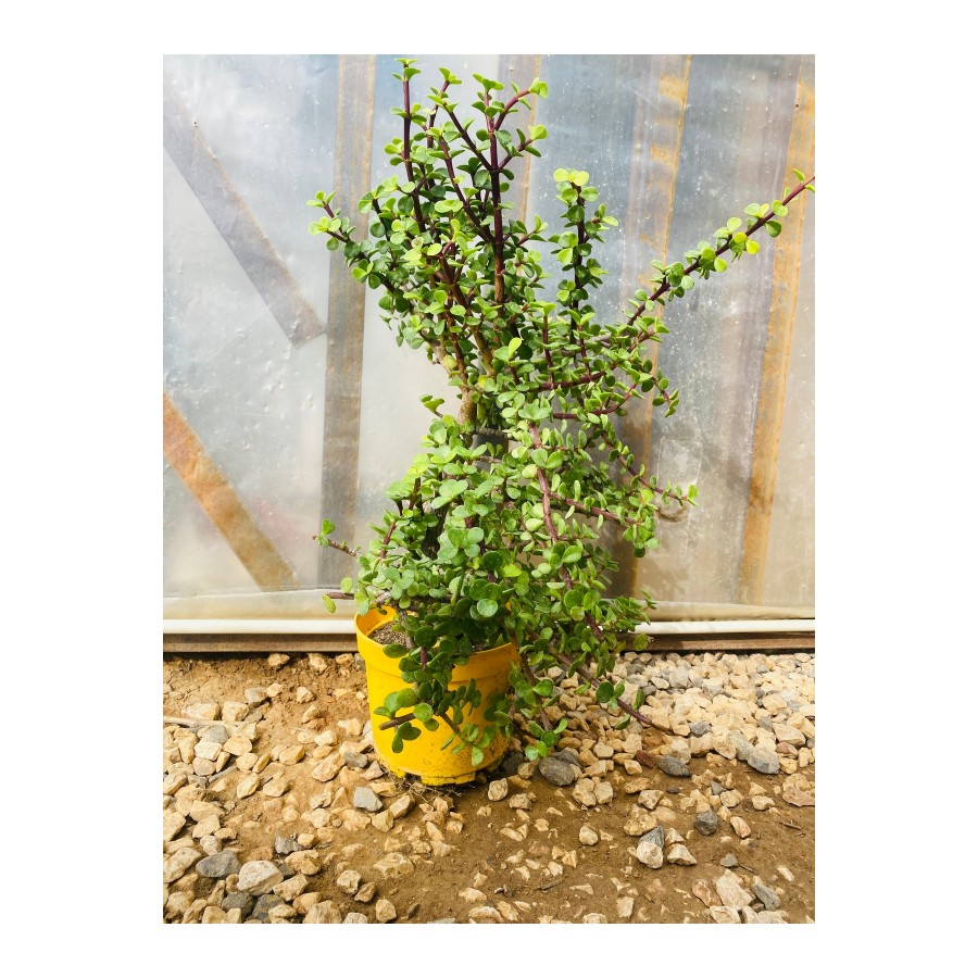 Sukulent Portulacaria Afra Variegate Fil Azığı Sukulent Portulacaria Afra Variegate Fil Azığı
