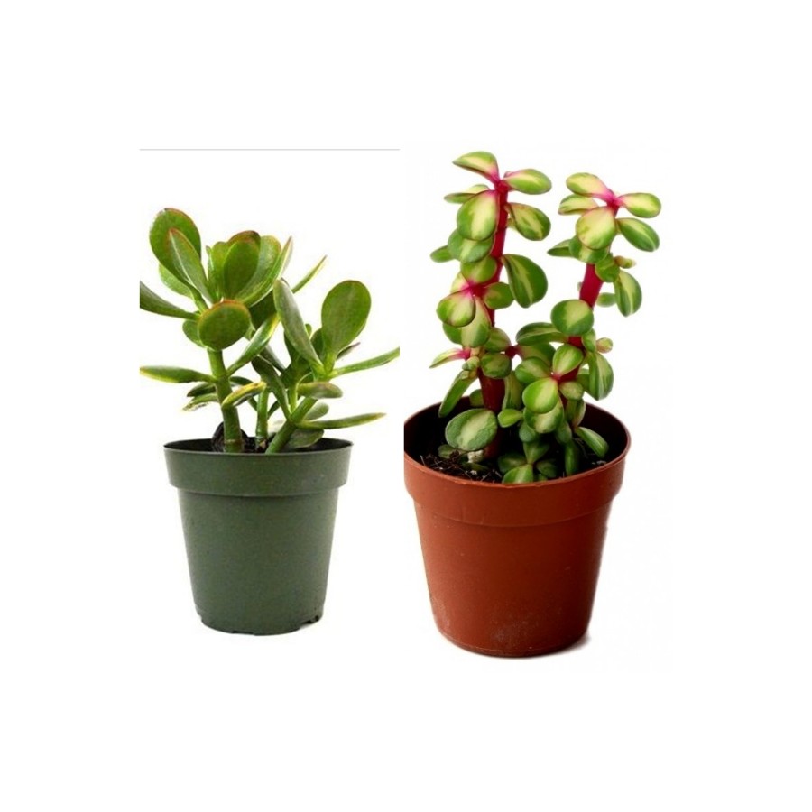 2 Tür Para Ağacı Crassula Ovata+yeşim Ağacı 92982