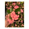 Hollanda Kökenli Pink Lady Dikenler Tacı (Euphorbia milii)
