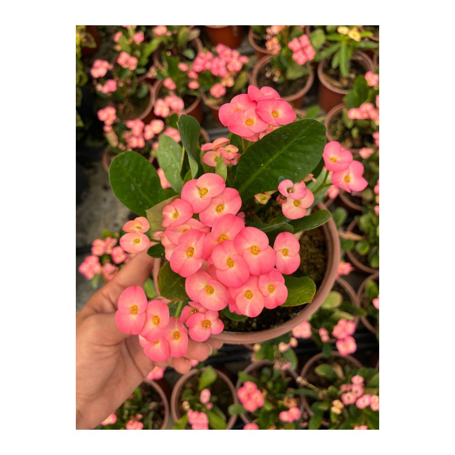Hollanda Kökenli Pink Lady Dikenler Tacı (Euphorbia milii)