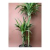 Drasena (Dracaena fragrans ‘Lemon Lime’) – 90 cm – Çoklu Gövdeli Form