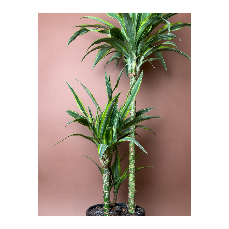 Drasena (Dracaena fragrans ‘Lemon Lime’) – 90 cm – Çoklu Gövdeli Form