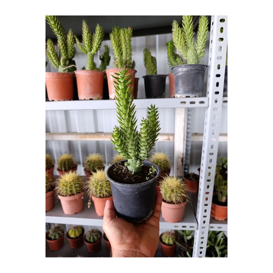 Opuntia Subulata Kaktüs Büyük Boy 10,5cm Saksıda