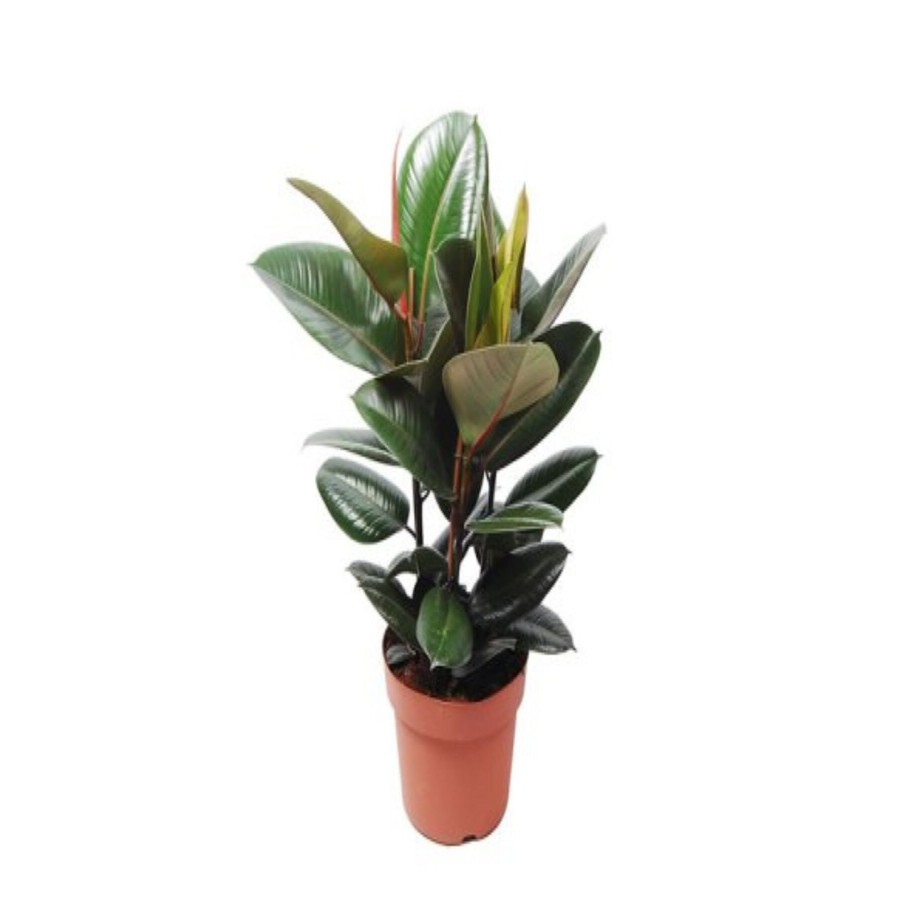 Ficus Elastica Kauçuk Bitkisi 2 Gövdeli 40-60 cm Ficus Elastica Kauçuk Bitkisi 2 Gövdeli 40-60 cm