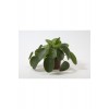 Pilea Peperomioides Çin Para Bitkisi Ev Ofis Salon Bitkisi 10-20 cm