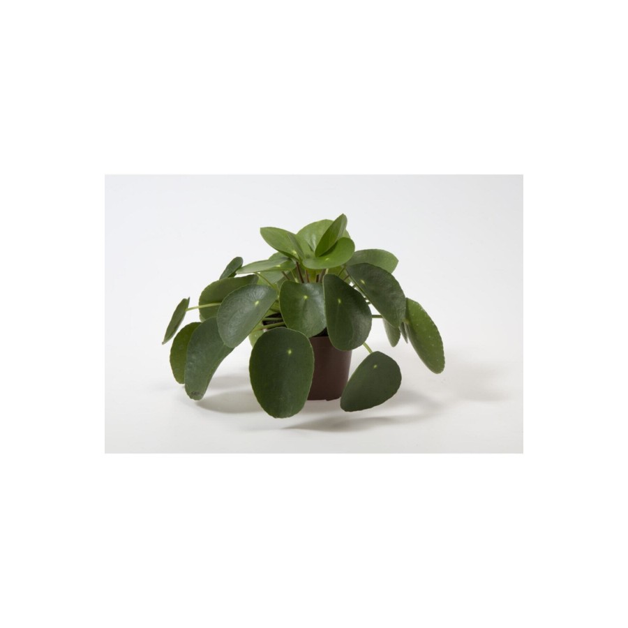 Pilea Peperomioides Çin Para Bitkisi Ev Ofis Salon Bitkisi 10-20 cm