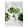Deve Tabanı Monstera Dekoratif Saksıda 50-60 cm