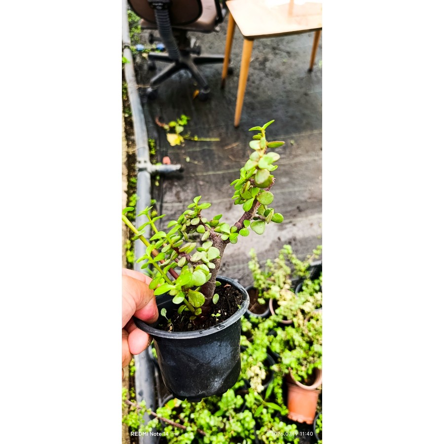 Odunsu Gövdeli Bonsai Yeşim Ağacı Portulacaria Afra Formlu Canlı Bitki Bonsai Yapmaya Hazır İthal