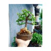 Bonsai Para Ağacı Dekoratif Saksıda