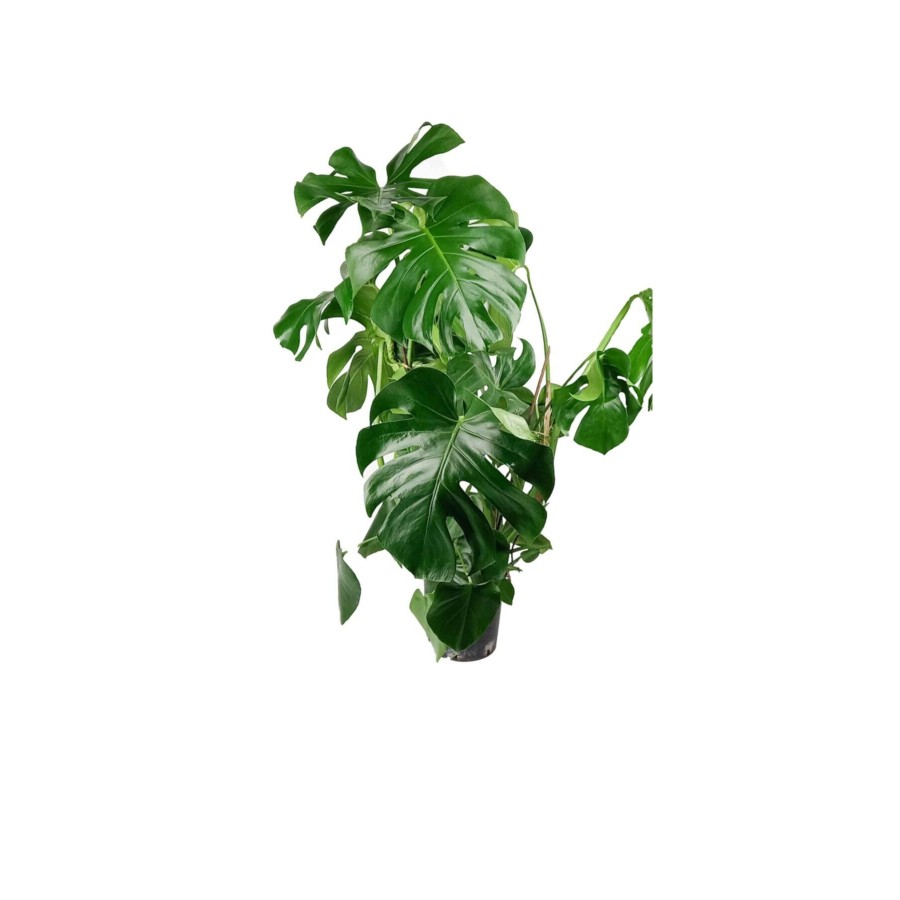 Dev Monstera Deliciosa Deve Tabanı