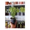 Opuntia Subulata Kaktüs Büyük Boy 10,5cm Saksıda