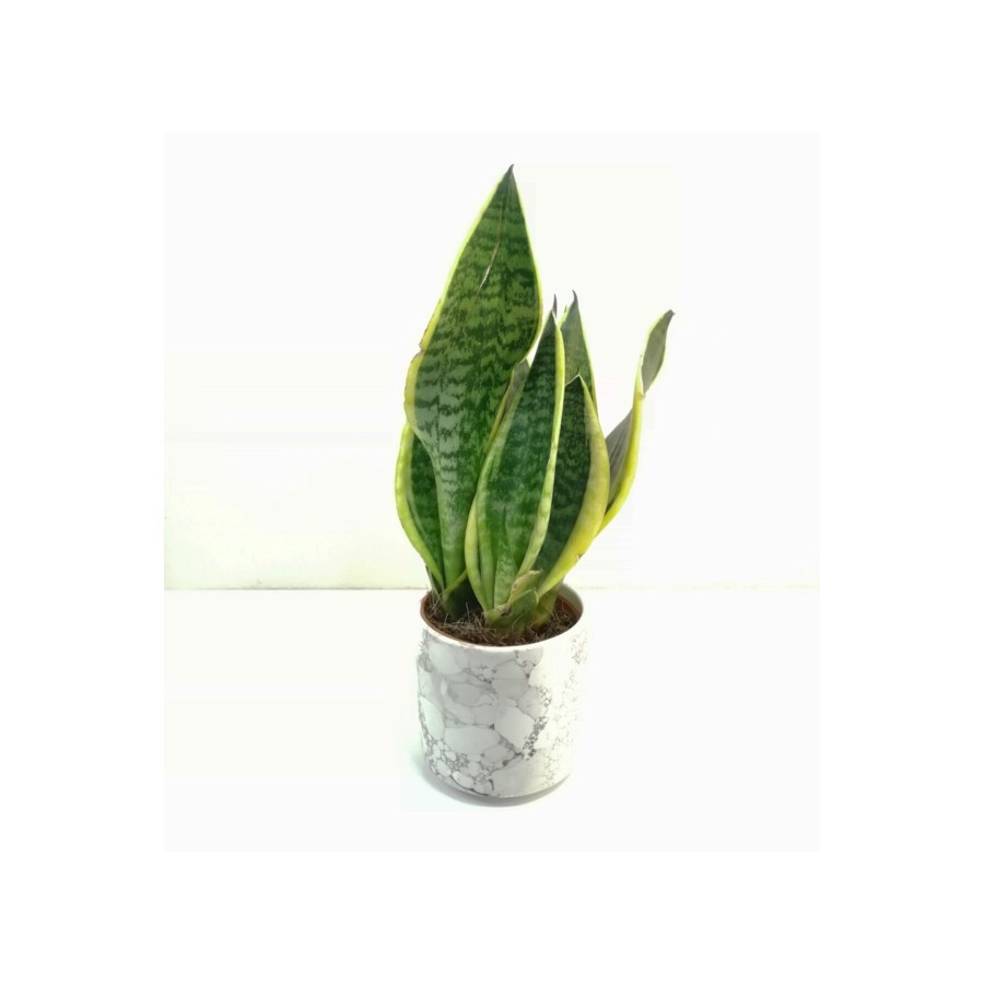 Sansevieria Trifasciata 30-40cm Beyaz Saksılı Sansevieria Trifasciata 30-40cm Beyaz Saksılı