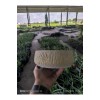 Kırçıllı taş Orkide bonsai ve aranjman saksısı no 1