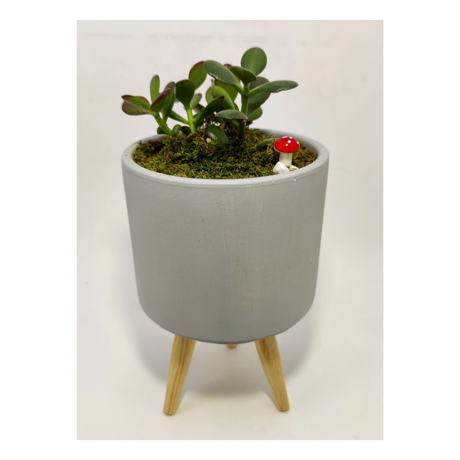 Dekoratif Desenli Saksıda Crassula