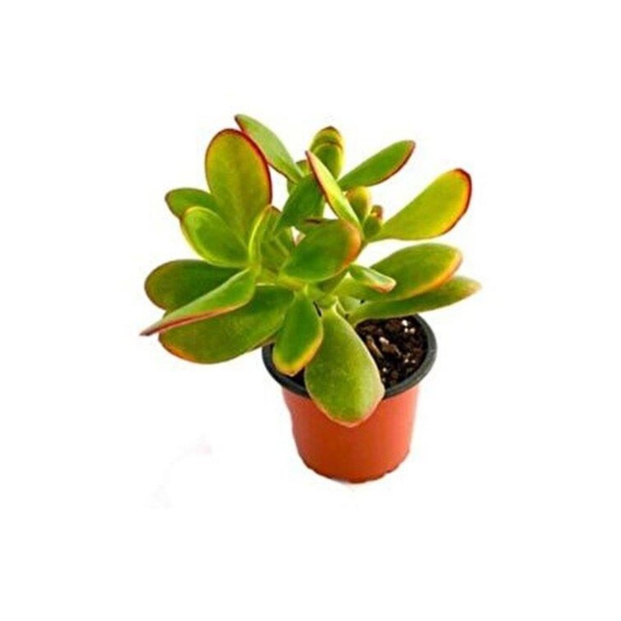 Para Çiçeği 8.5 cm Saksıda Crassula Ovata 10-20 cm