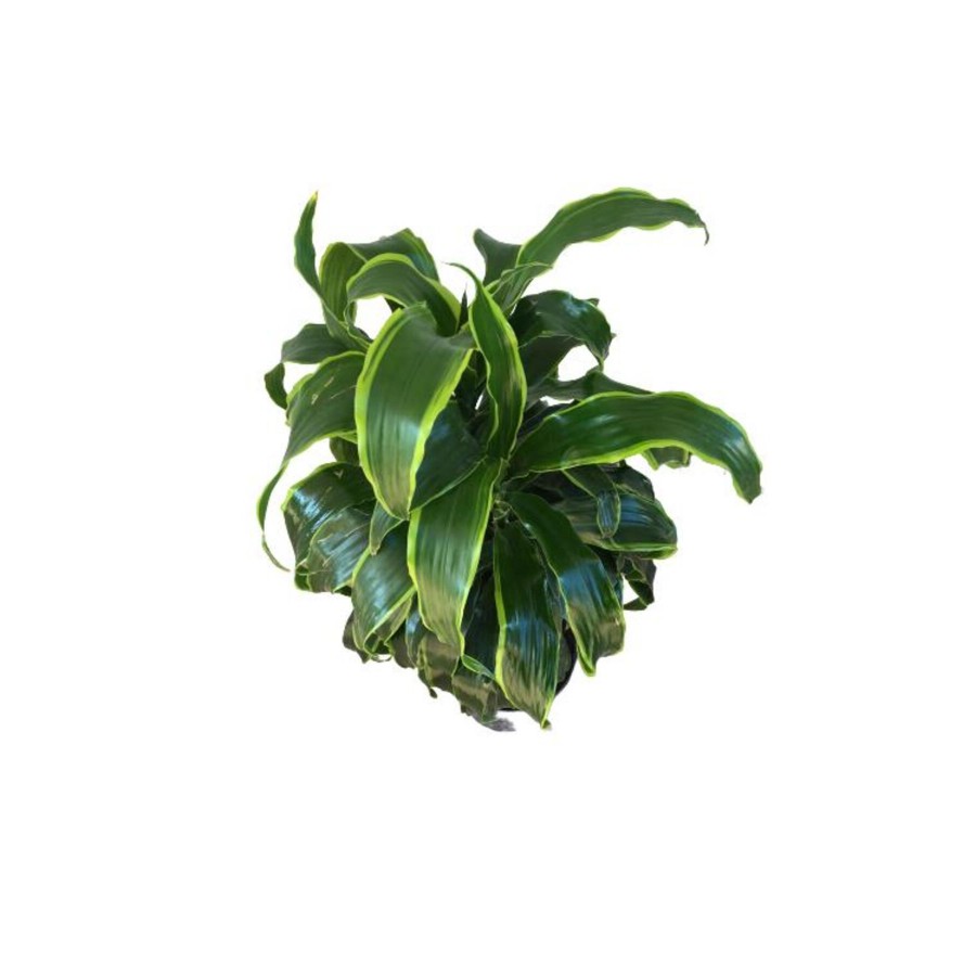 Dracaena Fragrans 'Dorado'