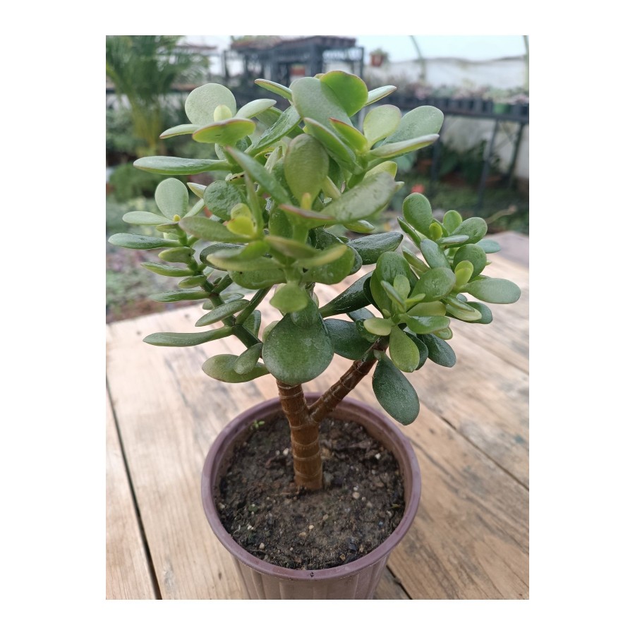 Crassula Ovata Minima 13 Cm Saksılı Mini Para Ağacı Sukulent Crassula Ovata Minima 13 Cm Saksılı Mini Para Ağacı Sukulent