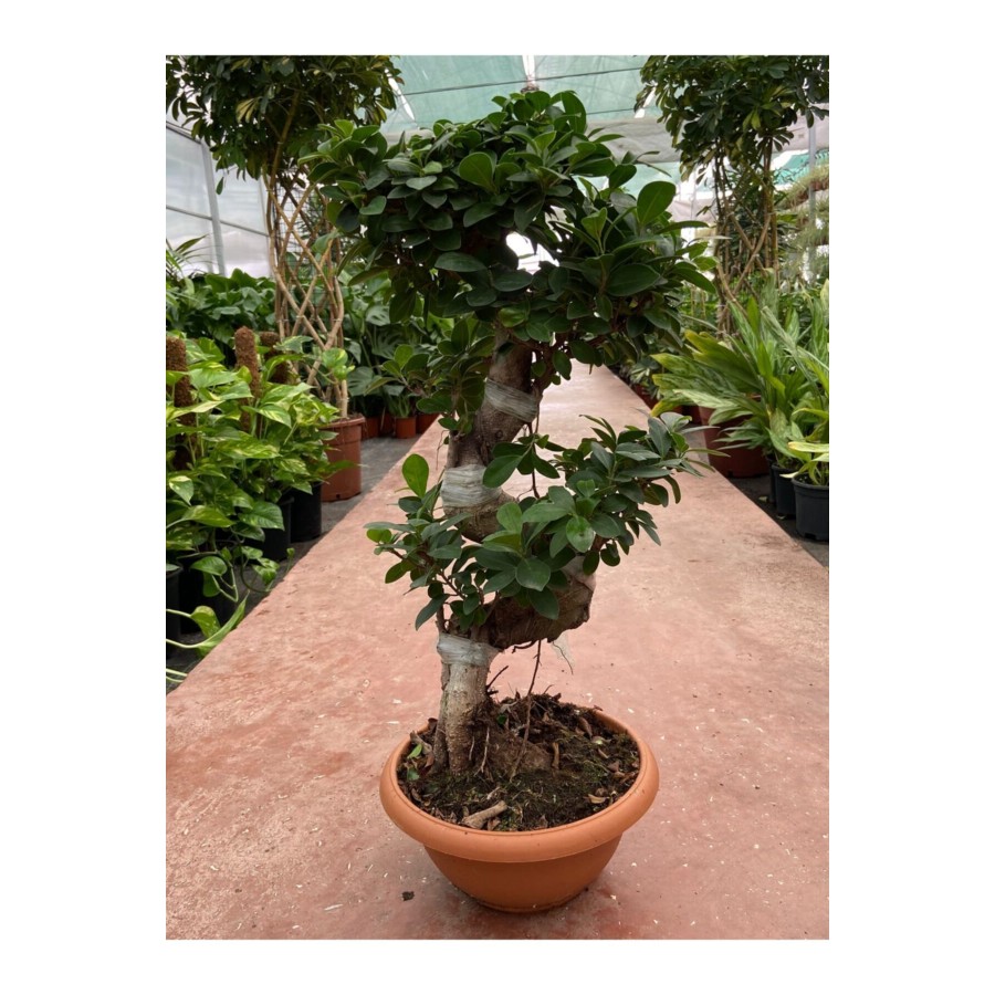 Ficus Ginseng Bonsai Orta Boy Ficus Ginseng Bonsai Orta Boy