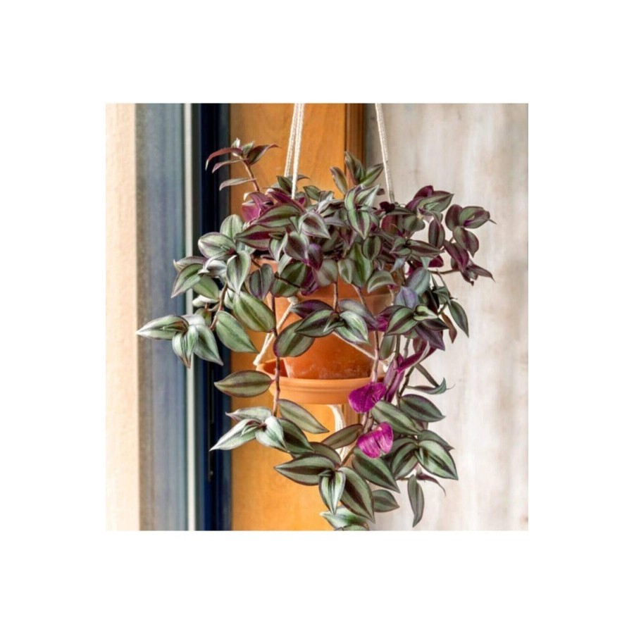 Tradescantia Zebrina Çiçeği Askılı Saksı, Çiçek Gübreleri ile Uyumlu