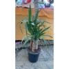 3'LÜ YUCCA SAKSI ÇİÇEĞİ