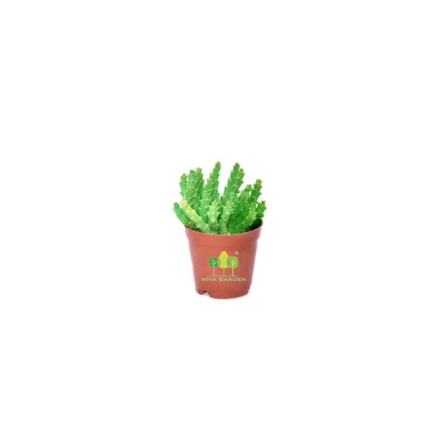 Crassula Muscosa Watch- Prenses Çamı