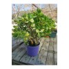 Sukulent Crassula Ovata Para Çiçeği