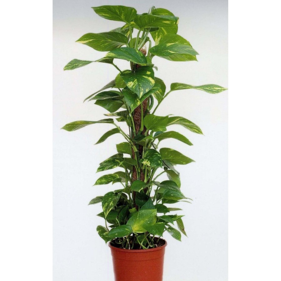 Sopalı Patos Salon Sarmaşığı 60 - 80 cm Sopalı Patos Salon Sarmaşığı 60 - 80 cm