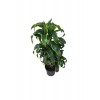 Dracaena Fragrans 'Dorado'
