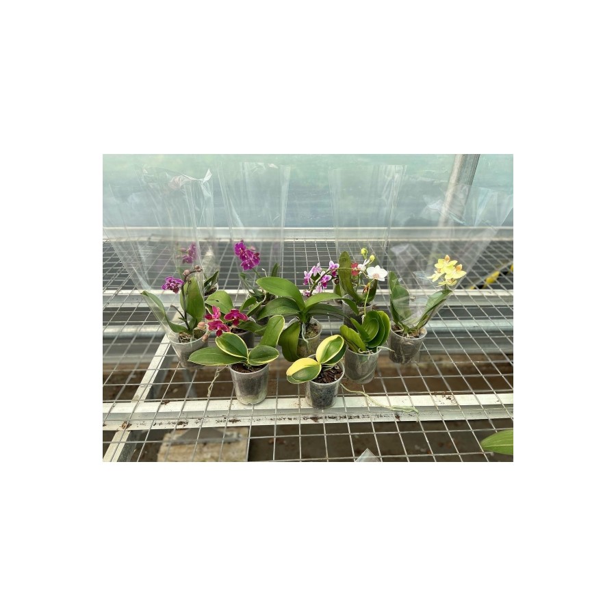 Çiçeksiz Orkide / Multiflora Ve Phalaenopsis
