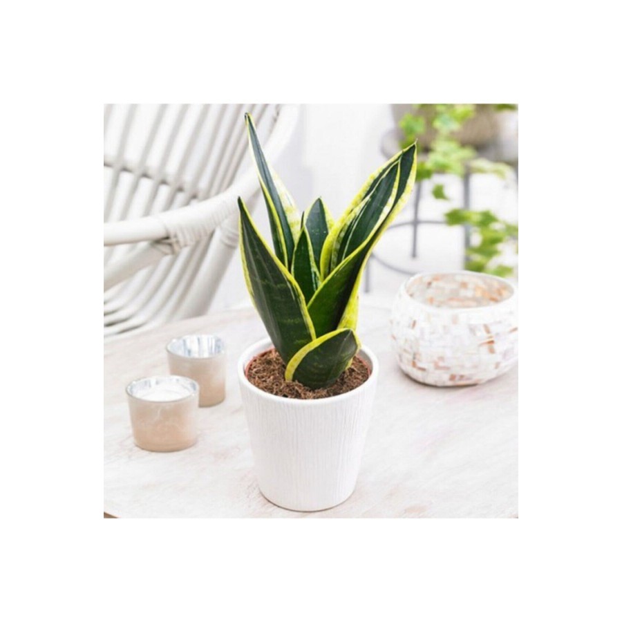 Seramik Saksılı Paşa Kılıcı Sansevieria Seramik Saksılı Paşa Kılıcı Sansevieria