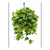 Salon Sarmaşığı Pothos Çiçeği Patos Çiçeği